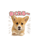 子犬verコーギー（個別スタンプ：34）