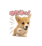 子犬verコーギー（個別スタンプ：35）