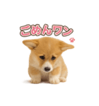 子犬verコーギー（個別スタンプ：36）