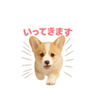子犬verコーギー（個別スタンプ：37）