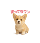 子犬verコーギー（個別スタンプ：39）