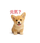 子犬verコーギー（個別スタンプ：40）