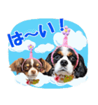 キャバリアモモちゃんとチワワのミロくん（個別スタンプ：1）
