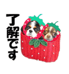 キャバリアモモちゃんとチワワのミロくん（個別スタンプ：2）