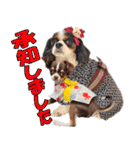 キャバリアモモちゃんとチワワのミロくん（個別スタンプ：4）