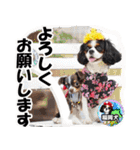 キャバリアモモちゃんとチワワのミロくん（個別スタンプ：6）