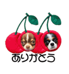 キャバリアモモちゃんとチワワのミロくん（個別スタンプ：7）