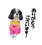 キャバリアモモちゃんとチワワのミロくん（個別スタンプ：8）