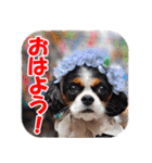 キャバリアモモちゃんとチワワのミロくん（個別スタンプ：9）