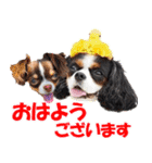 キャバリアモモちゃんとチワワのミロくん（個別スタンプ：10）