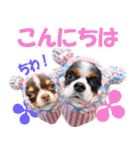 キャバリアモモちゃんとチワワのミロくん（個別スタンプ：11）