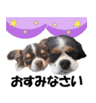 キャバリアモモちゃんとチワワのミロくん（個別スタンプ：12）