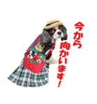 キャバリアモモちゃんとチワワのミロくん（個別スタンプ：16）
