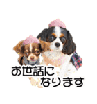キャバリアモモちゃんとチワワのミロくん（個別スタンプ：17）