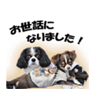 キャバリアモモちゃんとチワワのミロくん（個別スタンプ：18）