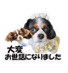 キャバリアモモちゃんとチワワのミロくん（個別スタンプ：19）