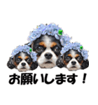 キャバリアモモちゃんとチワワのミロくん（個別スタンプ：20）