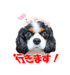 キャバリアモモちゃんとチワワのミロくん（個別スタンプ：21）