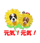 キャバリアモモちゃんとチワワのミロくん（個別スタンプ：23）