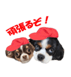 キャバリアモモちゃんとチワワのミロくん（個別スタンプ：24）