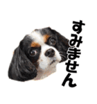 キャバリアモモちゃんとチワワのミロくん（個別スタンプ：26）