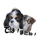 キャバリアモモちゃんとチワワのミロくん（個別スタンプ：27）