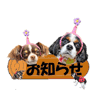 キャバリアモモちゃんとチワワのミロくん（個別スタンプ：28）