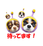 キャバリアモモちゃんとチワワのミロくん（個別スタンプ：30）