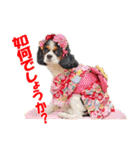 キャバリアモモちゃんとチワワのミロくん（個別スタンプ：31）