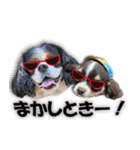 キャバリアモモちゃんとチワワのミロくん（個別スタンプ：33）