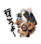 キャバリアモモちゃんとチワワのミロくん（個別スタンプ：34）