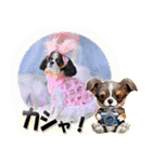 キャバリアモモちゃんとチワワのミロくん（個別スタンプ：35）