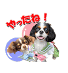 キャバリアモモちゃんとチワワのミロくん（個別スタンプ：36）