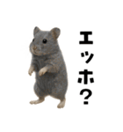 エッホエッホハムスター（個別スタンプ：23）