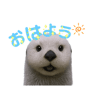 使える！らっこ♡タメ口敬語MIXあいさつ（個別スタンプ：1）