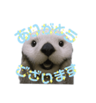 使える！らっこ♡タメ口敬語MIXあいさつ（個別スタンプ：6）
