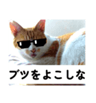 愛猫との愉快な日々（個別スタンプ：1）
