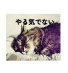 愛猫との愉快な日々（個別スタンプ：2）