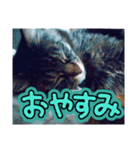 愛猫との愉快な日々（個別スタンプ：5）