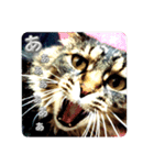愛猫との愉快な日々（個別スタンプ：6）