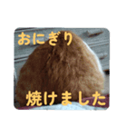 愛猫との愉快な日々（個別スタンプ：7）