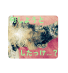 愛猫との愉快な日々（個別スタンプ：8）