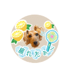 レイキー＆ウェルシュの夏の思い出love（個別スタンプ：18）