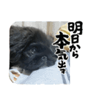 たび助2（個別スタンプ：11）