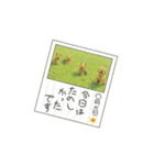 幸せマルプー（個別スタンプ：11）