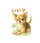 チワワ、chiwawa 3（個別スタンプ：3）