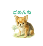 チワワ、chiwawa 3（個別スタンプ：5）