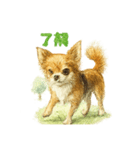 チワワ、chiwawa 3（個別スタンプ：6）