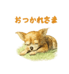 チワワ、chiwawa 3（個別スタンプ：8）
