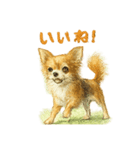 チワワ、chiwawa 3（個別スタンプ：10）